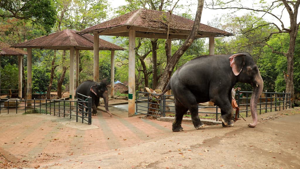 Konni elephant camp near Aranmula